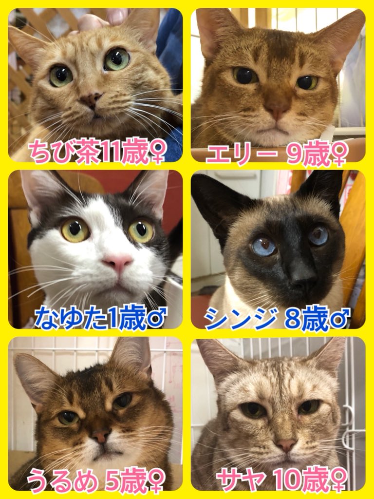 🐾今日の里親様募集中ニャンコ🐱メンバー🐾天神橋店のTwitterのアドレスが変わりました！2019,7,24